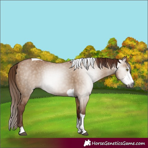 Horse Color:Gray Red Dun Sabino Tobiano 