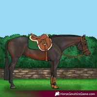 Horse Color:Brown Rabicano 