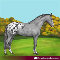 Horse Color:Black Appaloosa Rabicano