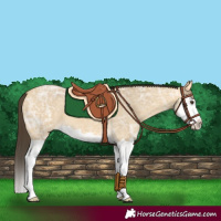 Horse Color:Buckskin Ice Dun Splash 