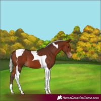 Horse Color:Silver Bay Tobiano Appaloosa 