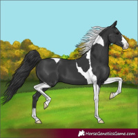 Horse Color:Black Tobiano 
