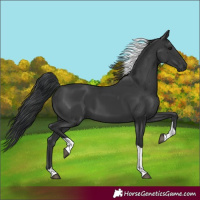 Horse Color:Black Tobiano 