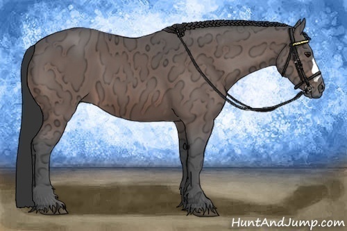 Horse Color:Bay Ice 