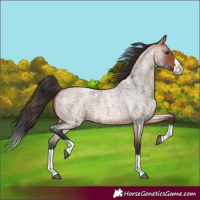 Horse Color:Bay Roan Splash