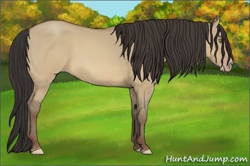 Horse Color:Sable Champagne Dun 