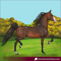 Horse Color:Bay Splash 