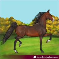 Horse Color:Bay Splash