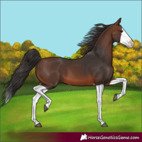 Horse Color:Brown Splash 