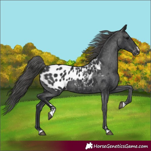 Horse Color:Black Appaloosa Rabicano 