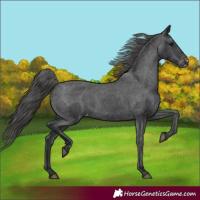 Horse Color:Black Varnish Rabicano 