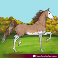 Horse Color:Red Dun Splash 