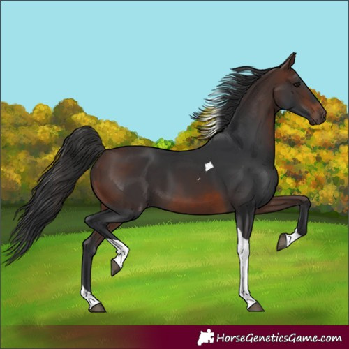 Horse Color:Unknown 