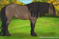 Horse Color:Brown Dun 