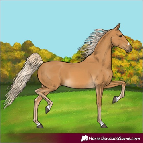 Horse Color:Palomino 