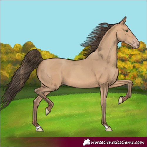 Horse Color:Amber Champagne 
