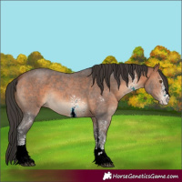 Horse Color:Bay Sabino