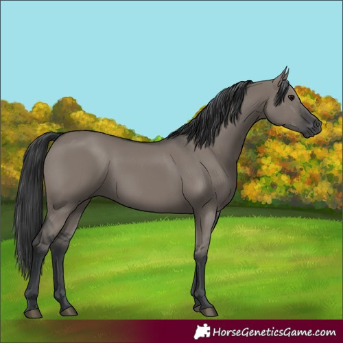 Horse Color:Grullo 