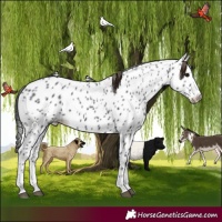 Horse Color:Black Appaloosa