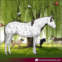 Horse Color:Black Leopard 