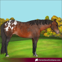 Horse Color:Brown Appaloosa