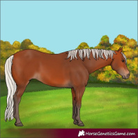 Horse Color:Silver Bay