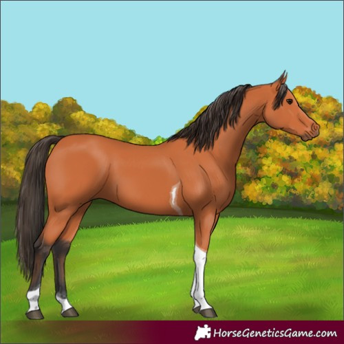 Horse Color:Bay Tobiano 