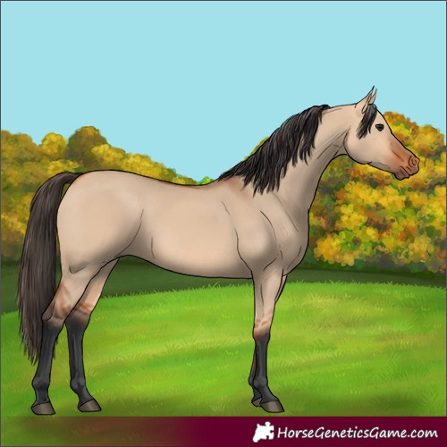 Horse Color:Bay Dun 