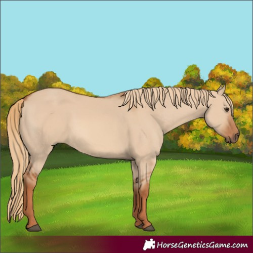Horse Color:Red Dun 