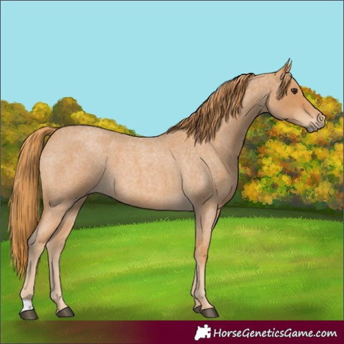 Horse Color:Red Roan 