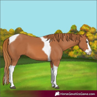 Horse Color:Chestnut Splash Tobiano