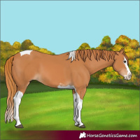 Horse Color:Chestnut Splash Tobiano 