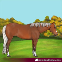 Horse Color:Silver Bay 