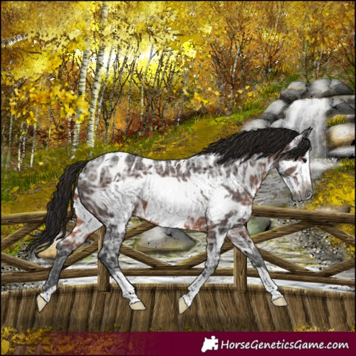 Horse Color:Gray Brown Ice Frame Near Leopard 