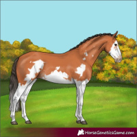 Horse Color:Bay Splash Frame 