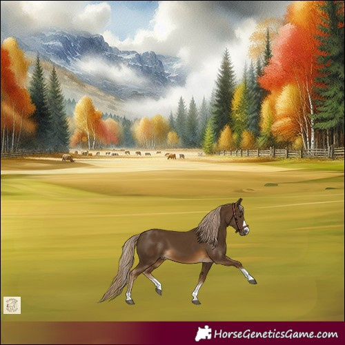 Horse Color:Chocolate Palomino 