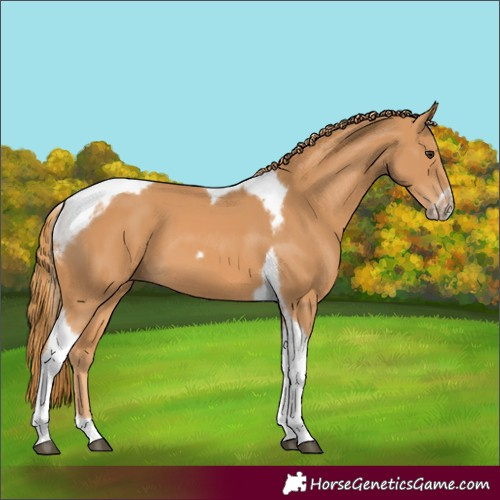 Horse Color:Unknown 