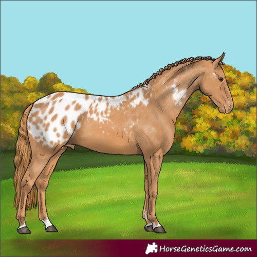 Horse Color:Unknown 