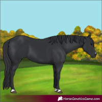 Horse Color:Black 