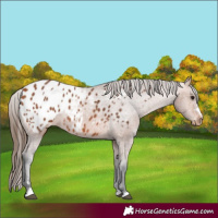 Horse Color:Bay Blanket
