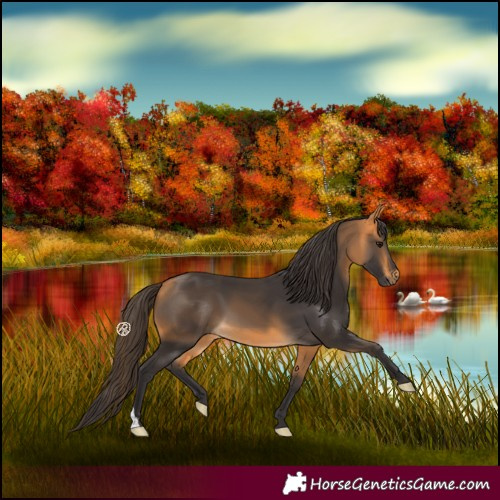 Horse Color:Buckskin 