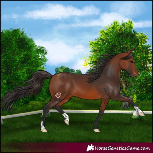 Horse Color:Bay 