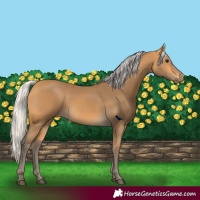 Horse Color:Silver Buckskin 