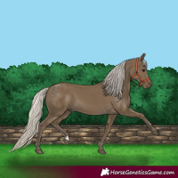 Horse Color:Silver Smoky Black