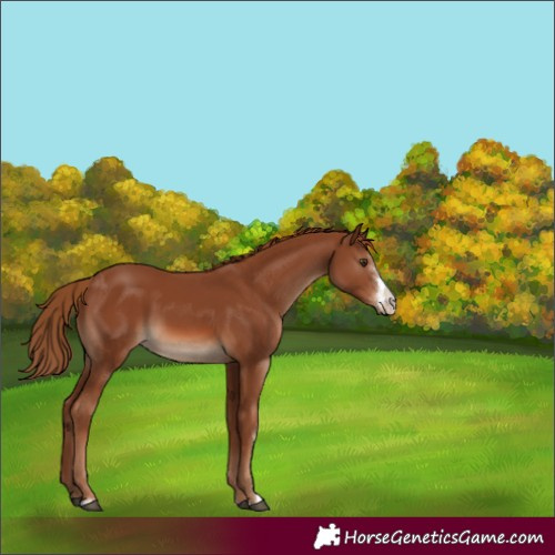 Horse Color:Chestnut Sabino