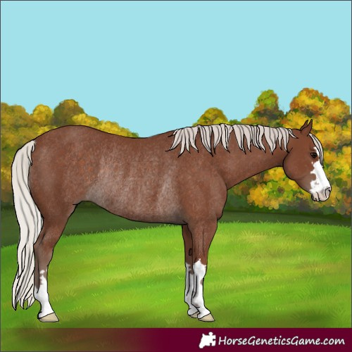 Horse Color:Silver Black Rabicano 