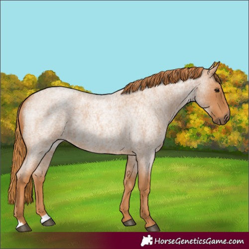 Horse Color:Red Roan 