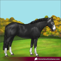 Horse Color:Gray Black 