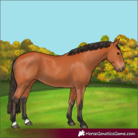 Horse Color:Bay 