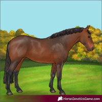 Horse Color:Bay 